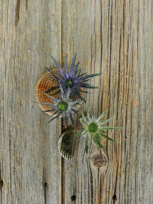 BLUE BELL  BLUE ERYNGIUM